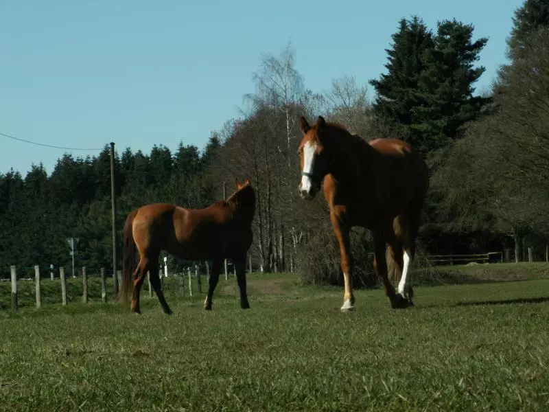 Reiturlaub in Tschechien